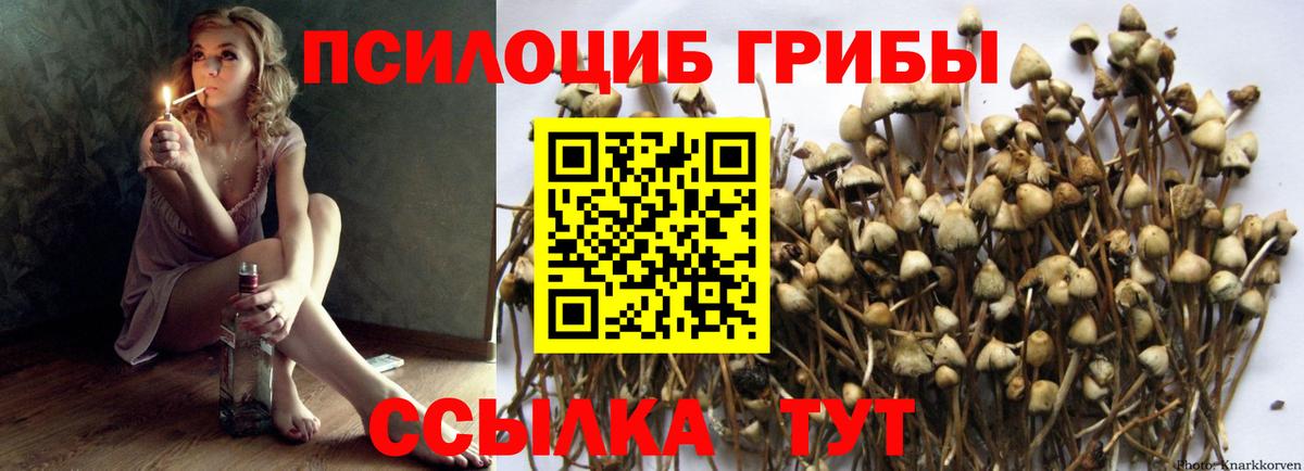 Псилоцибиновые грибы MAGIC MUSHROOMS  Вход с VPN  Алатырь 